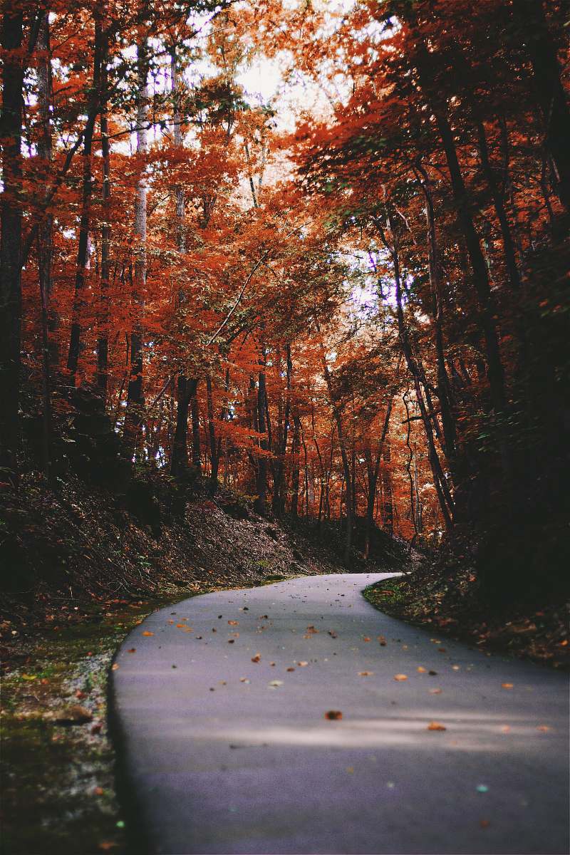 autumn gray road beside a trees fall