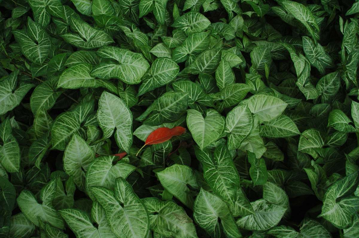 plant orange and green leafed plant leaves