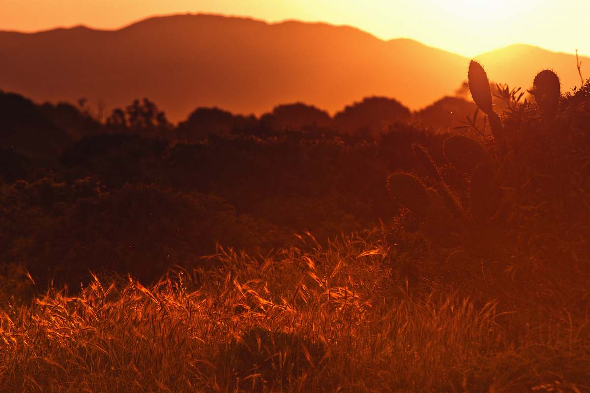 sunset photo of plants within mountain range during golden hour dusk