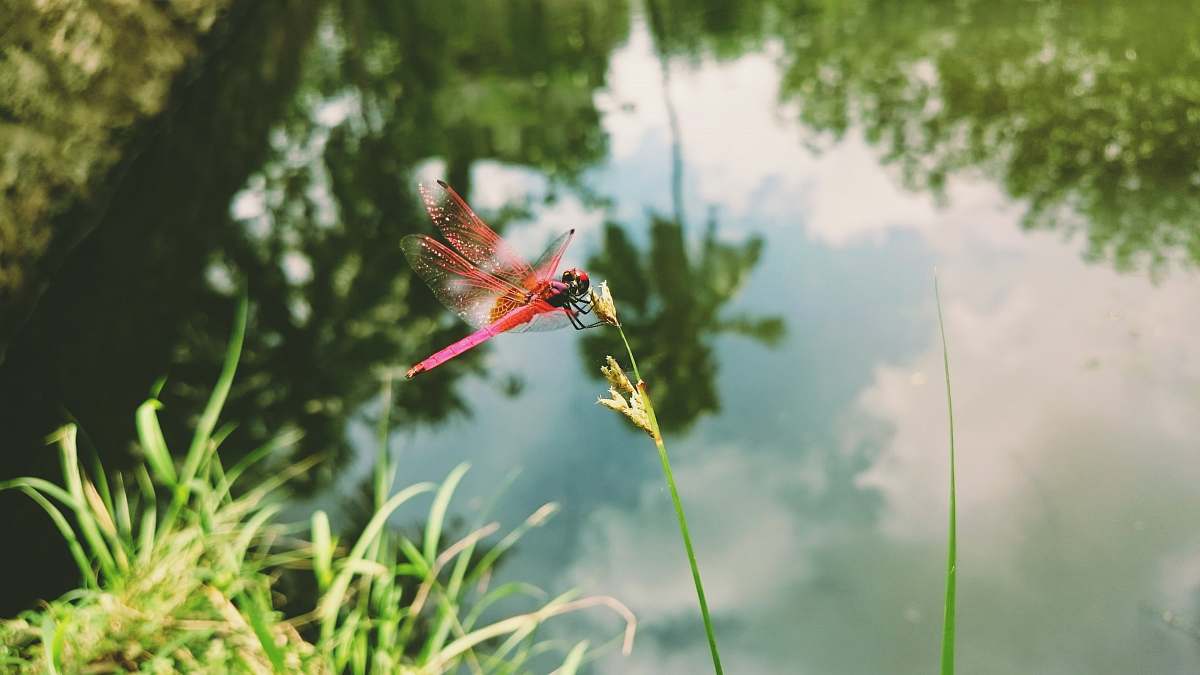 dragonfly red dragonfly on yellow flower bud insect