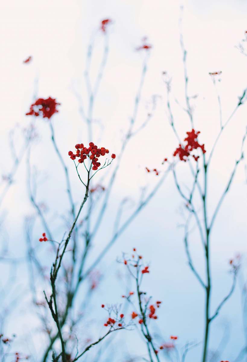 flower red flower plant close-up photography plant