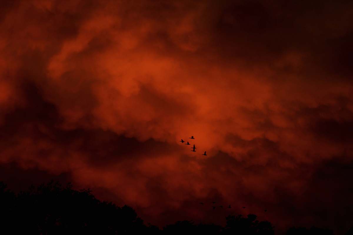 sunset silhouette of birds flying under cloudy sky sky