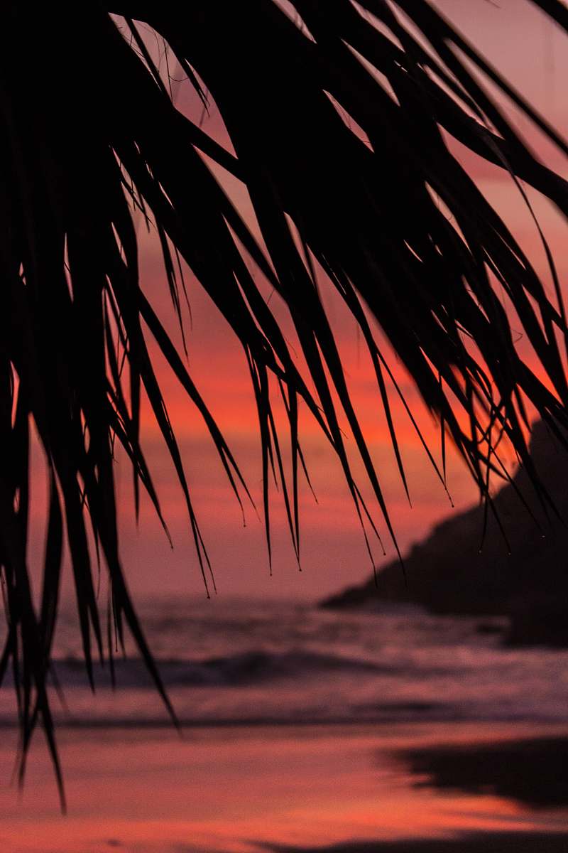 outdoors silhouette of leaves sunset