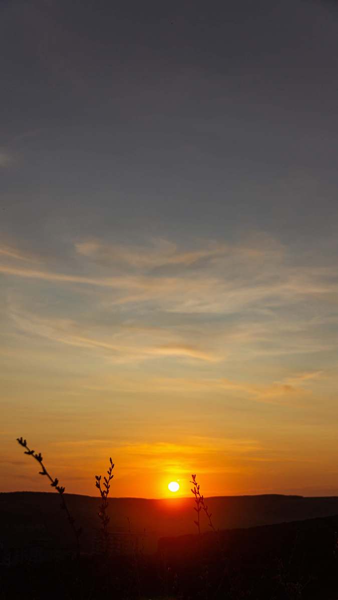 outdoors silhouette of plants during sunset sky