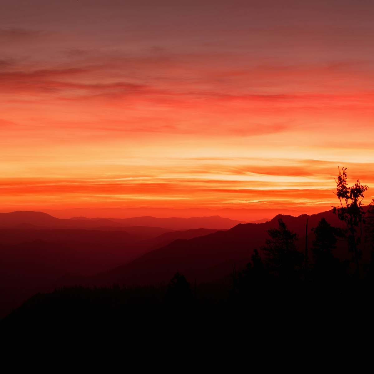 outdoors silhouette of trees during golden hour sunset