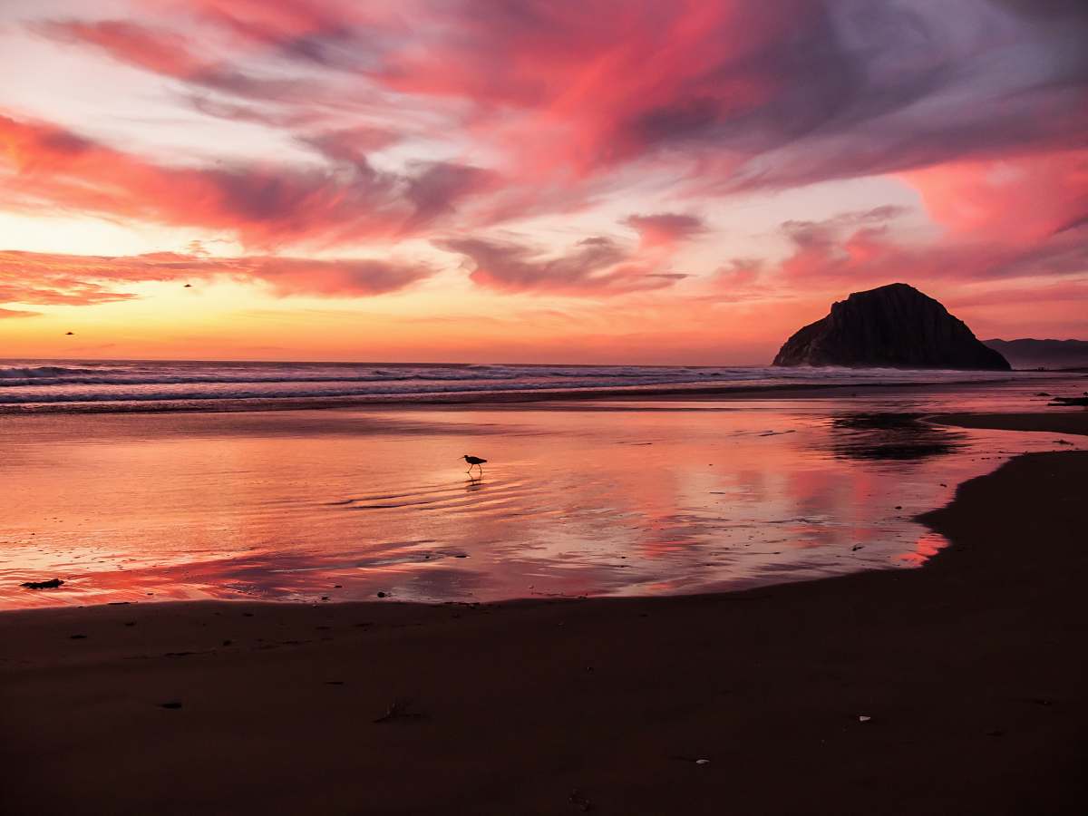 sunset silhouette photo of bird stands on shore at golden hour beach