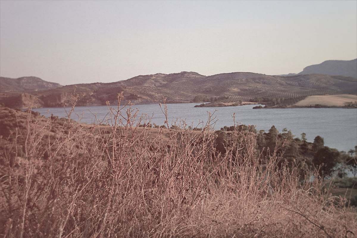water withered plants with distance at body of water hills