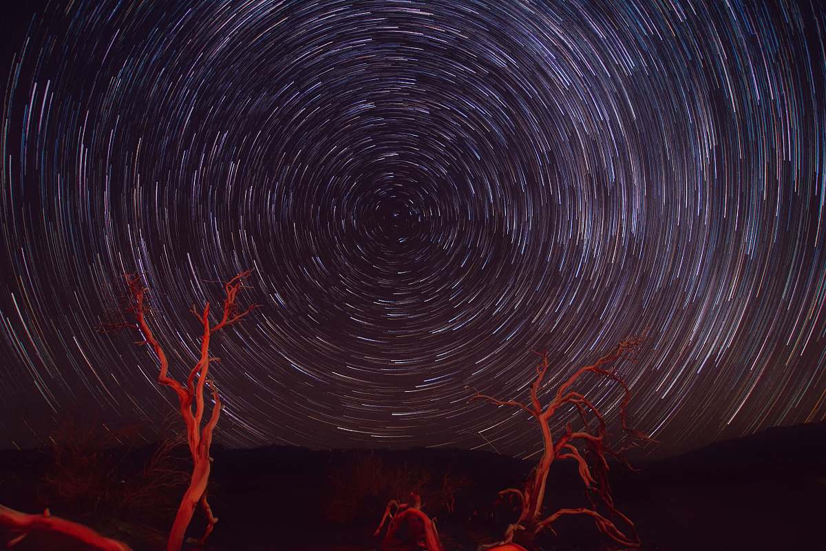branch starry night digital wallpaper stars