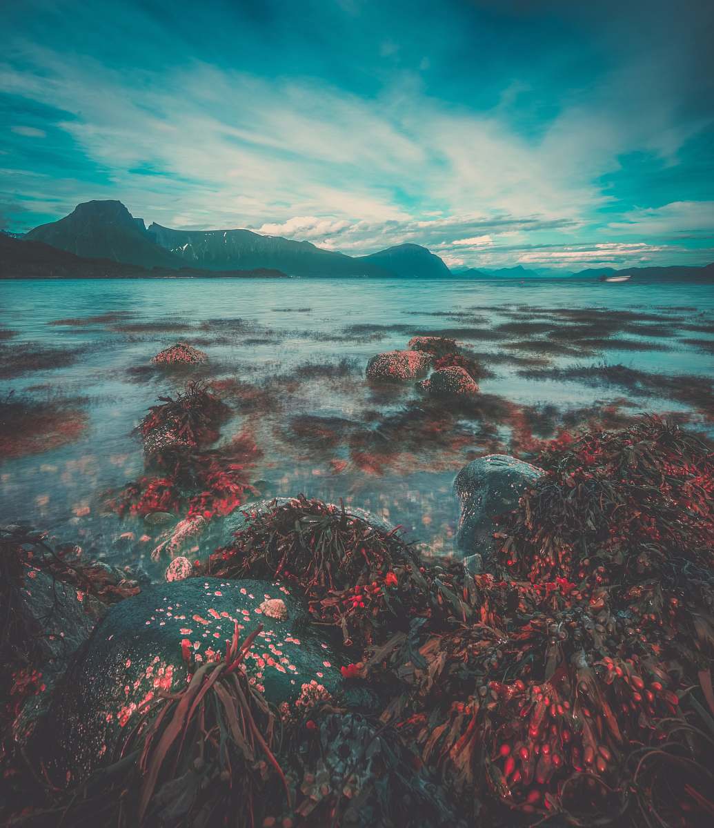 sea red and brown plant near the ocean photography water