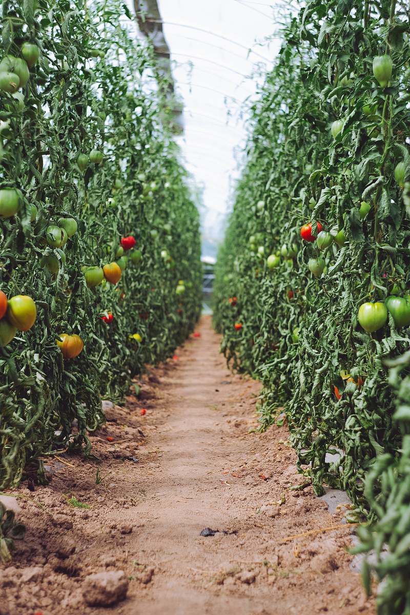 food selective focus photography of pathway between tomato plants hüttendorf
