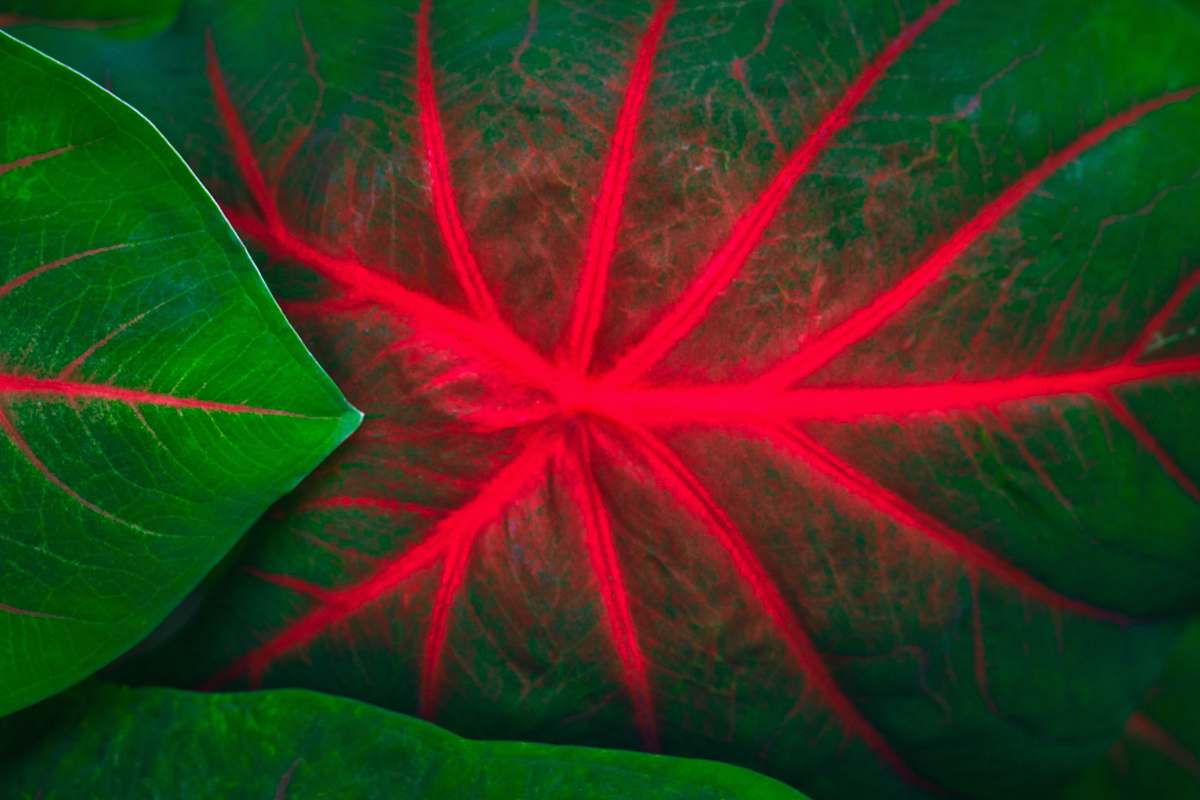 ornament green-leafed plant fractal