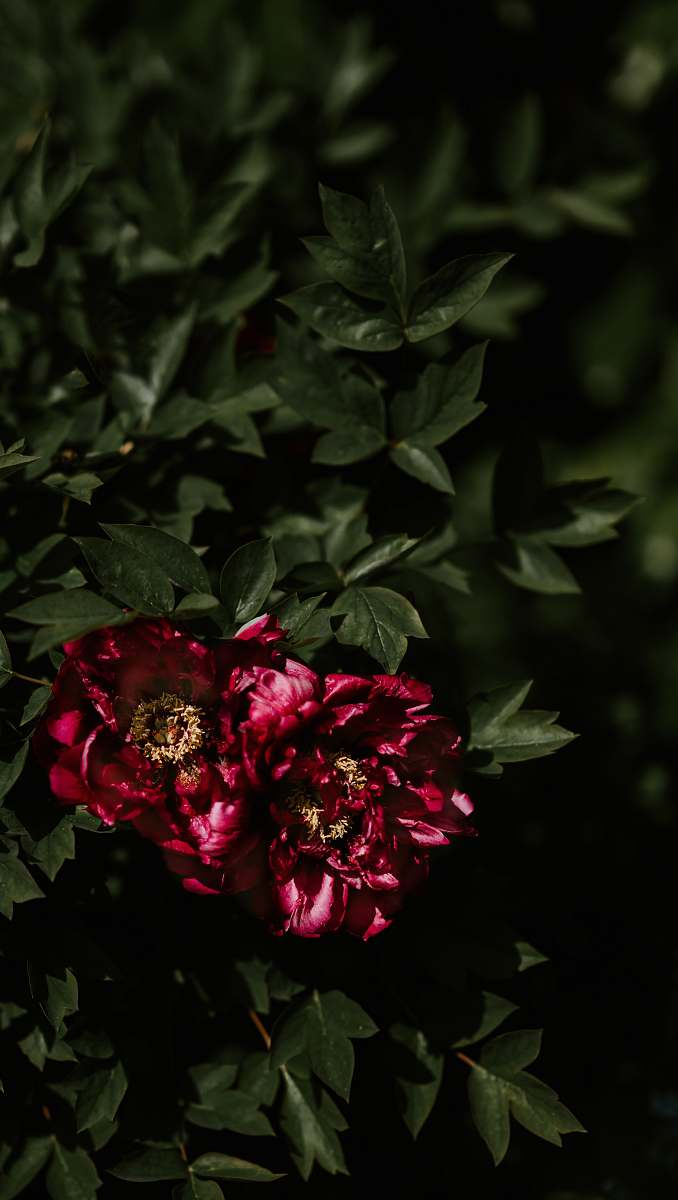 plant shallow focus photography of two red flowers flower