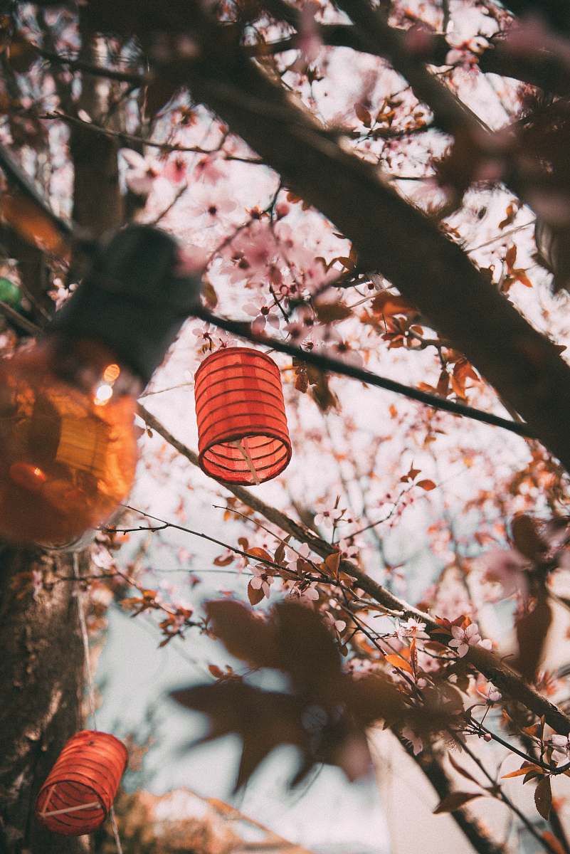human paper lanterns at trees person