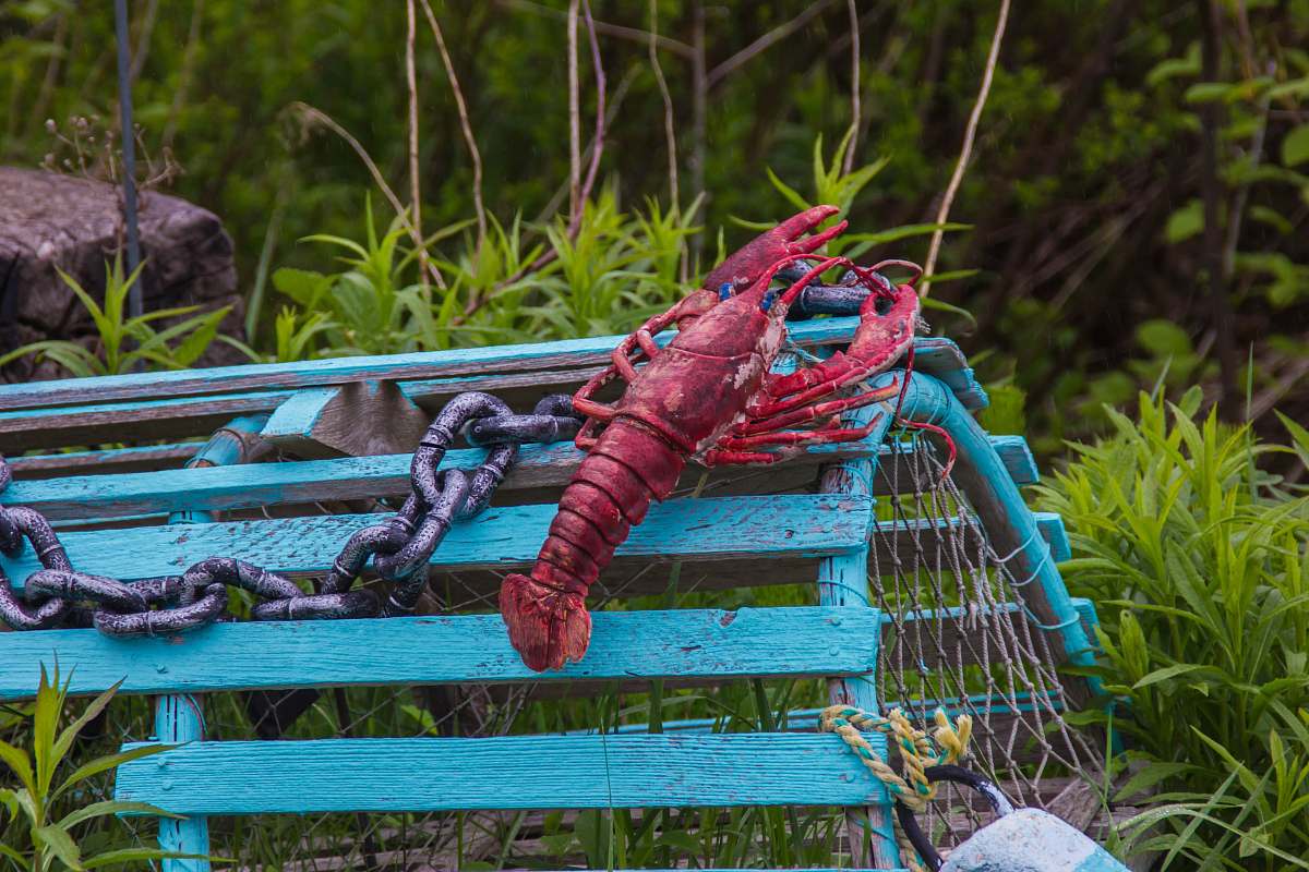 person red lobster on green cage near green grass human