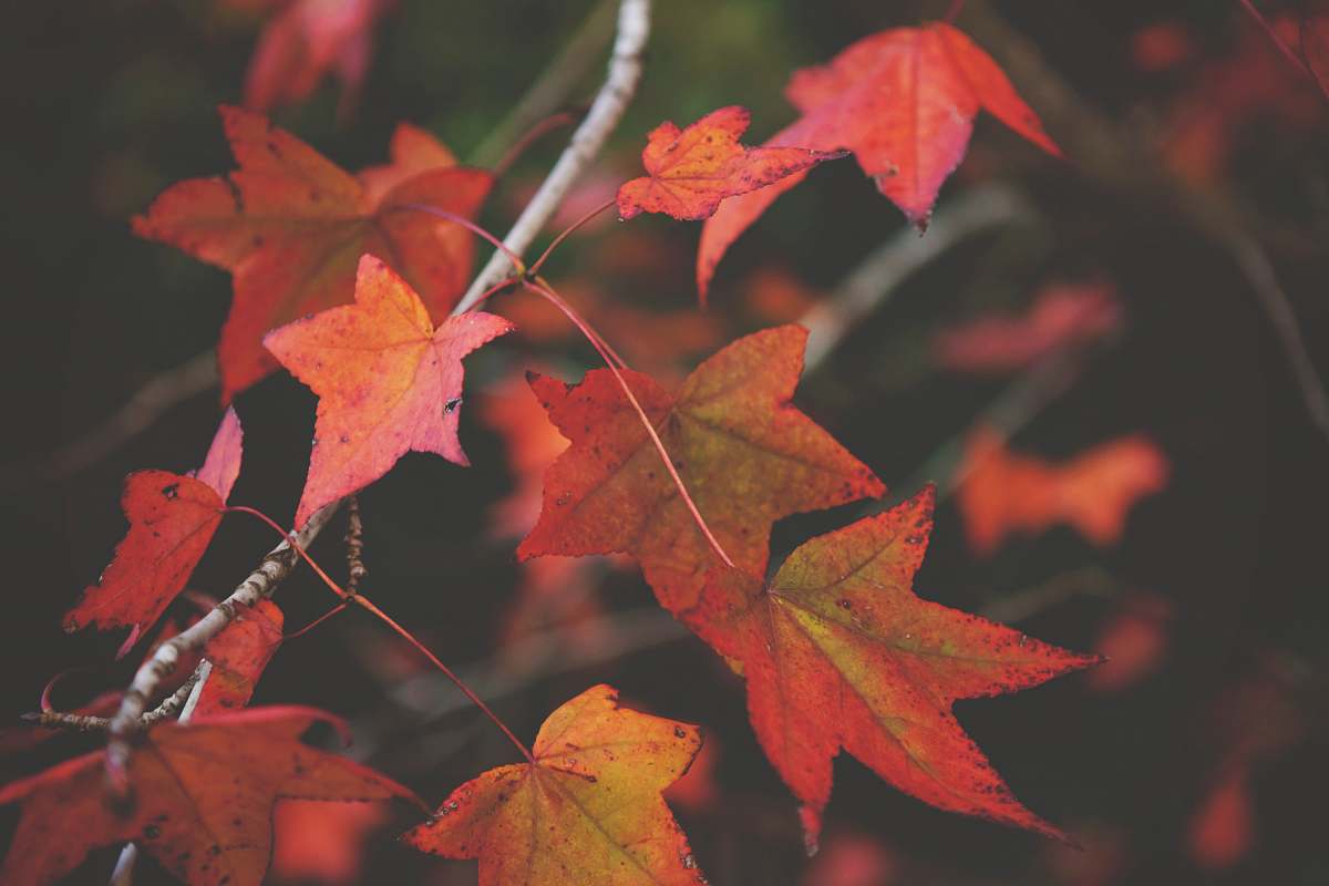 human closeup photography of maple leaf people