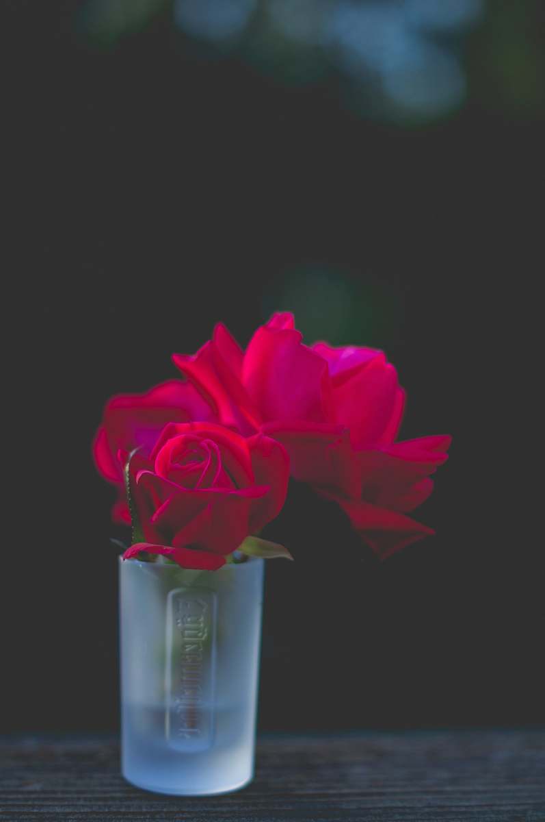 human red roses in frosted shot glass people