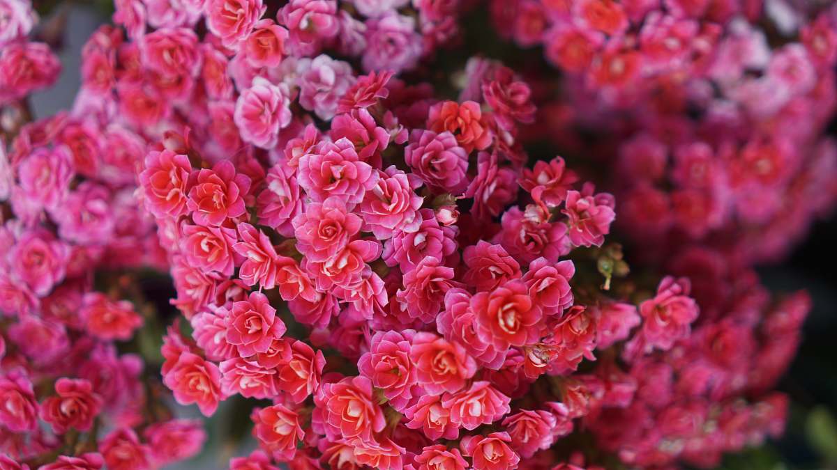 flower shallow focus photography of pink flowers flowers