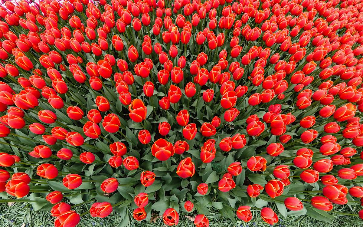 tulip  blossom
