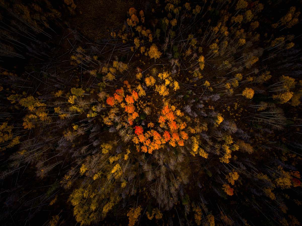 leaf aerial photo of forest tree