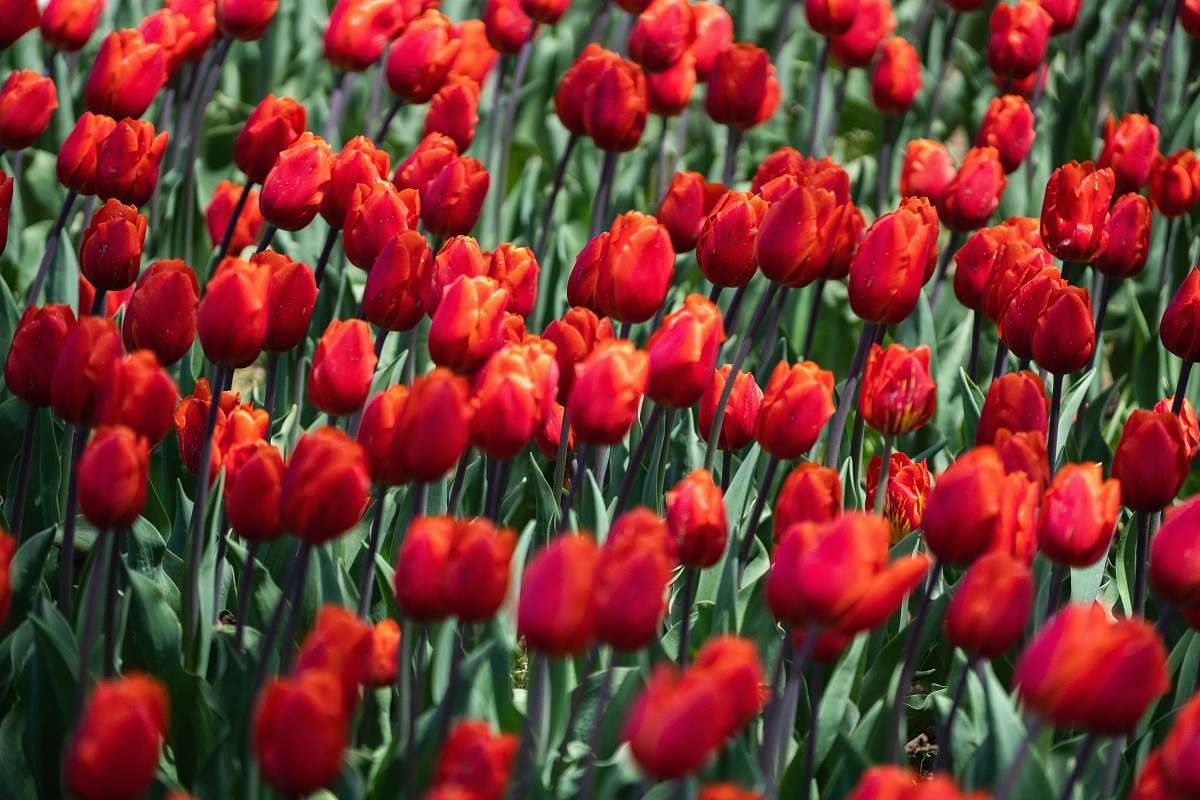 flower bed of red tulip flowers tulip