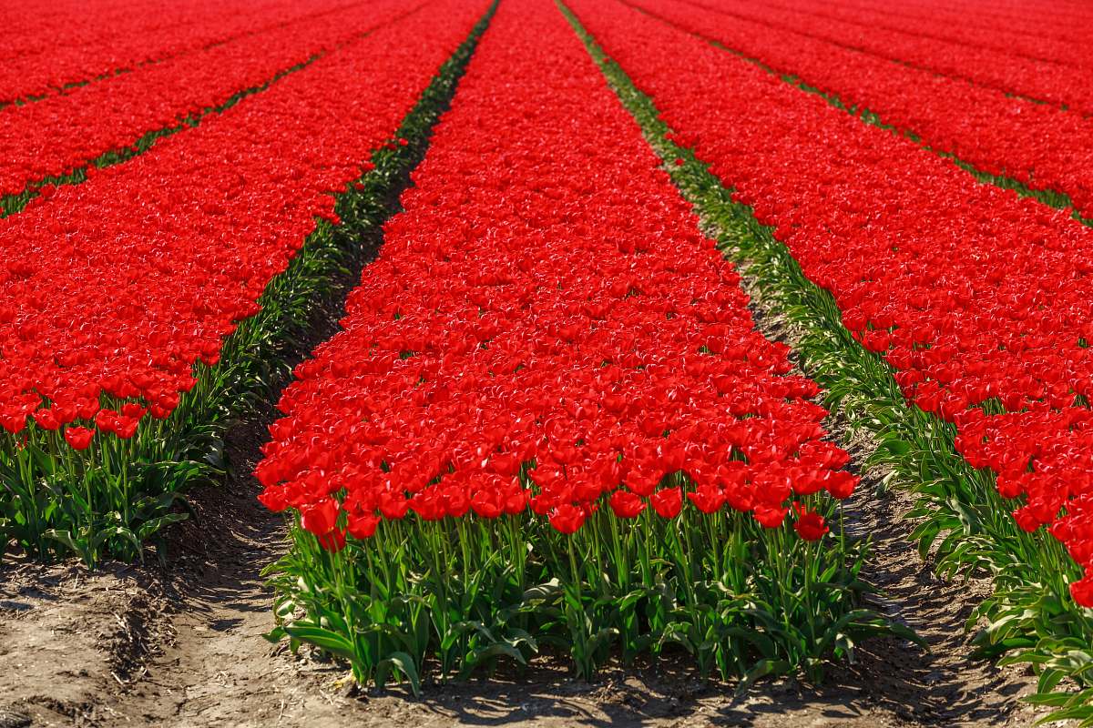 tulip bed of roses blossom