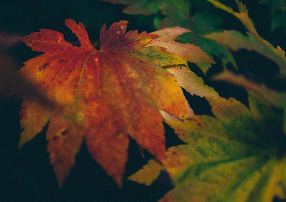 tree black, brown, and green maple leaf print textile leaf