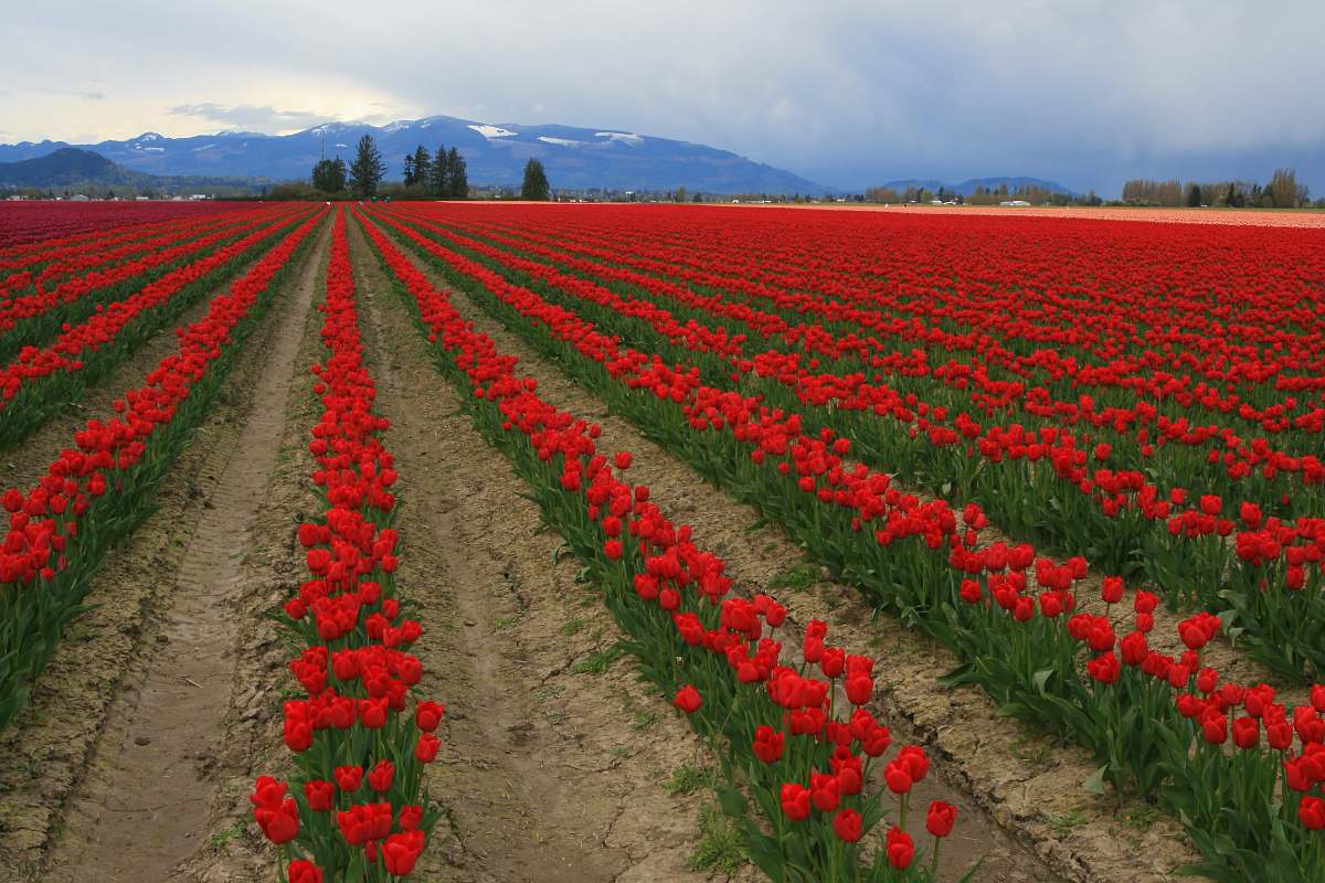 flower blooming red flowers on field blossom