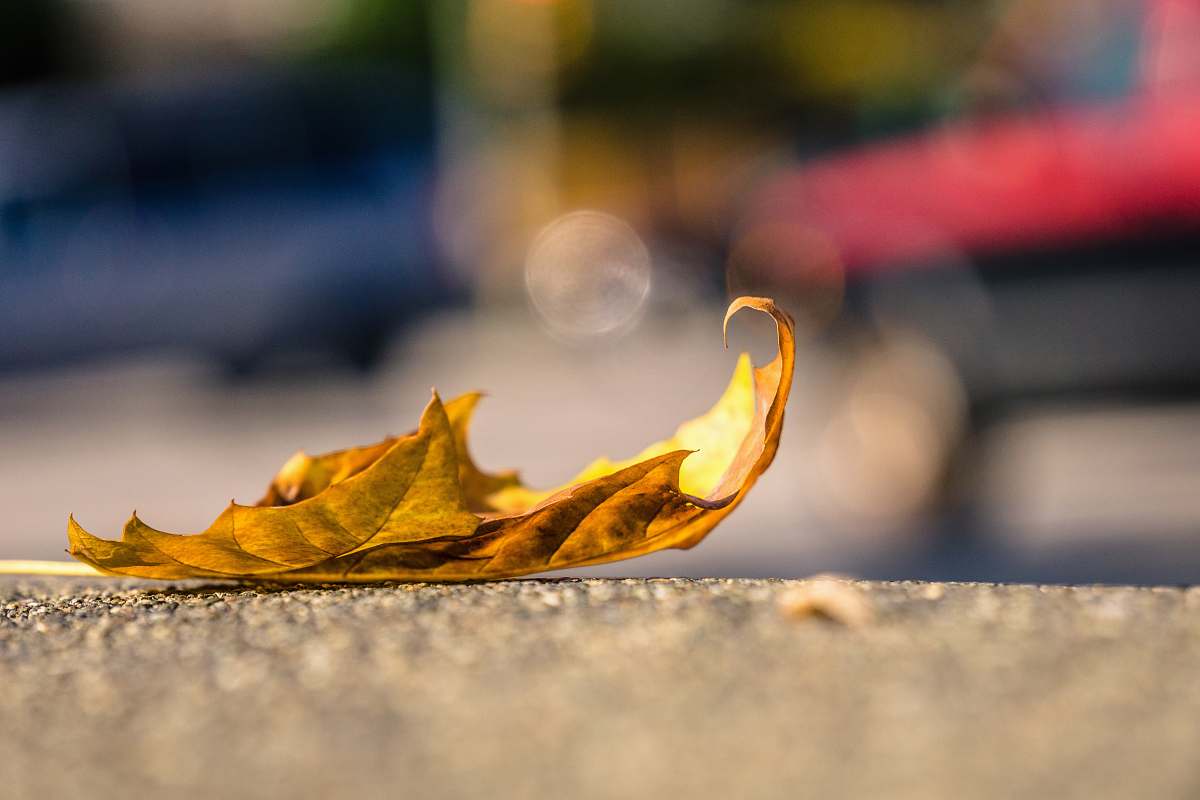 leaf brown leaf on concrete pavement fall