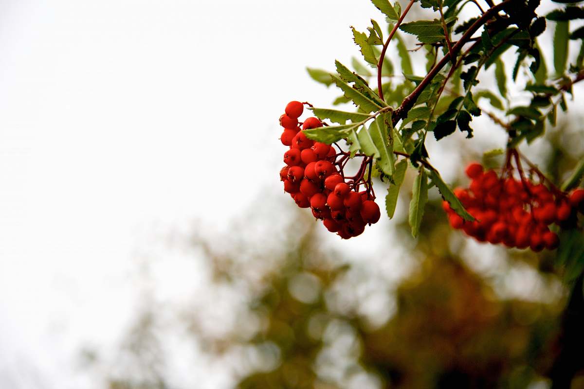 flora bunch of red fruitws red