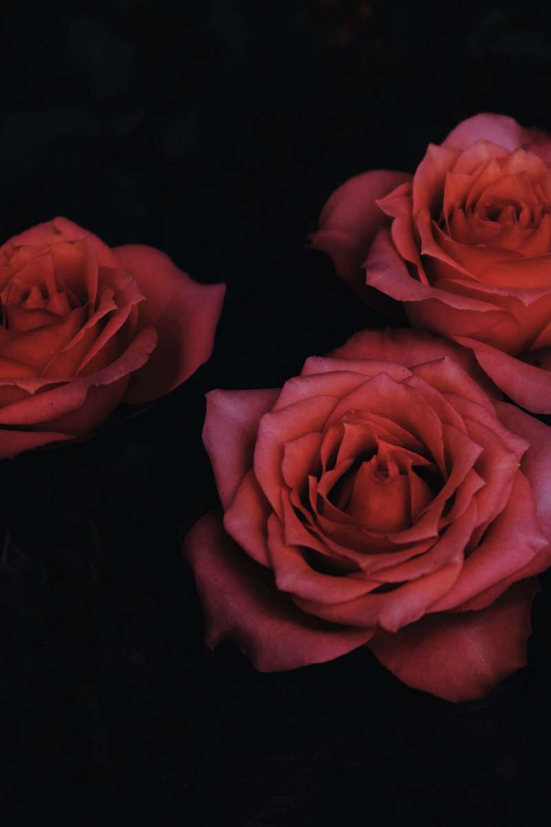 flower chiaroscuro photography of three red roses rose