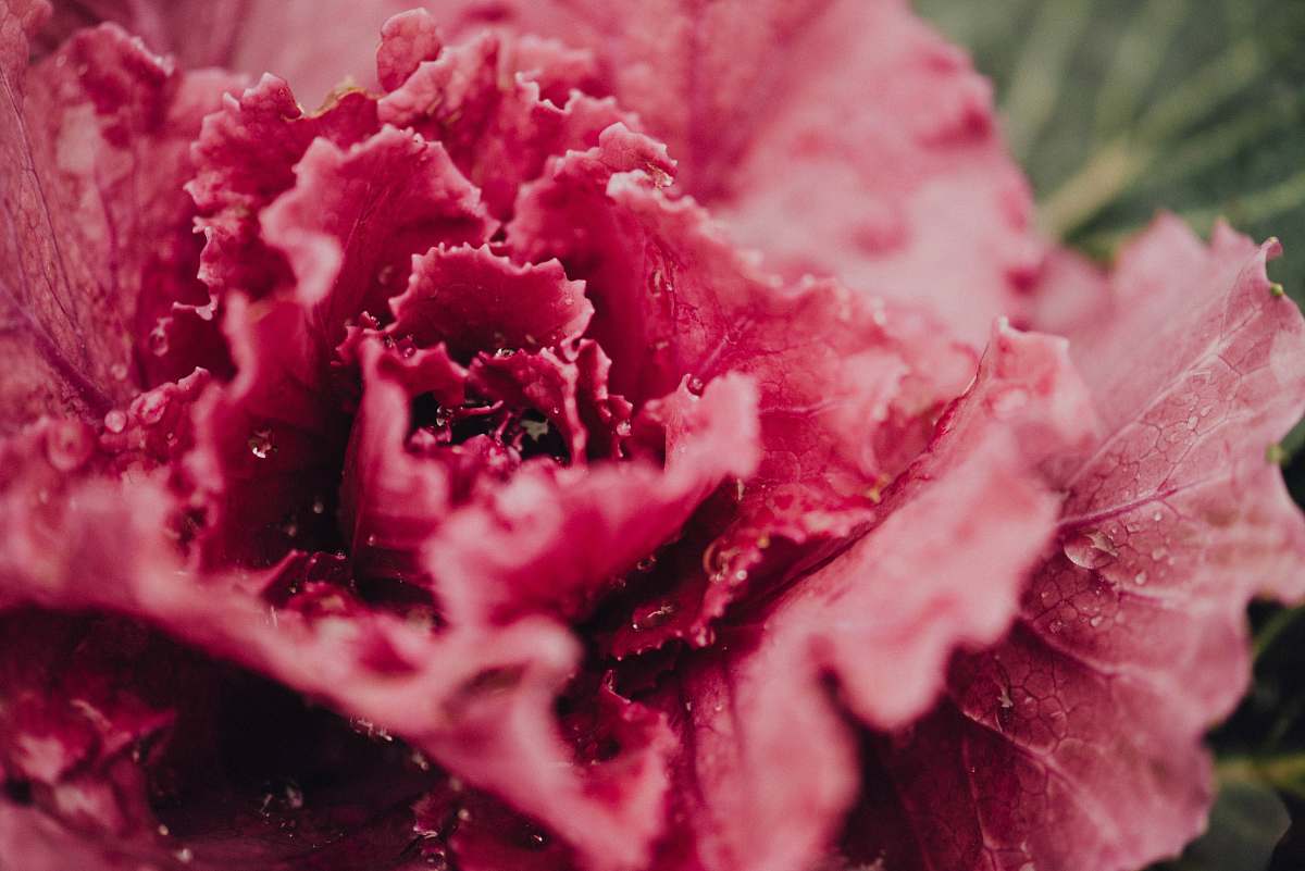 flower close up photo of red flower pink