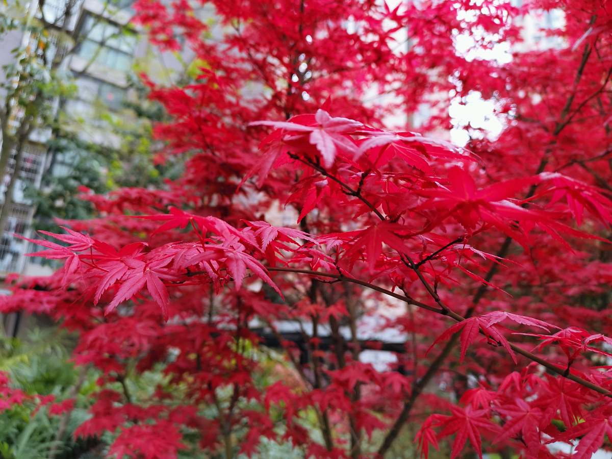 leaf close up photography of red leaf plant tree