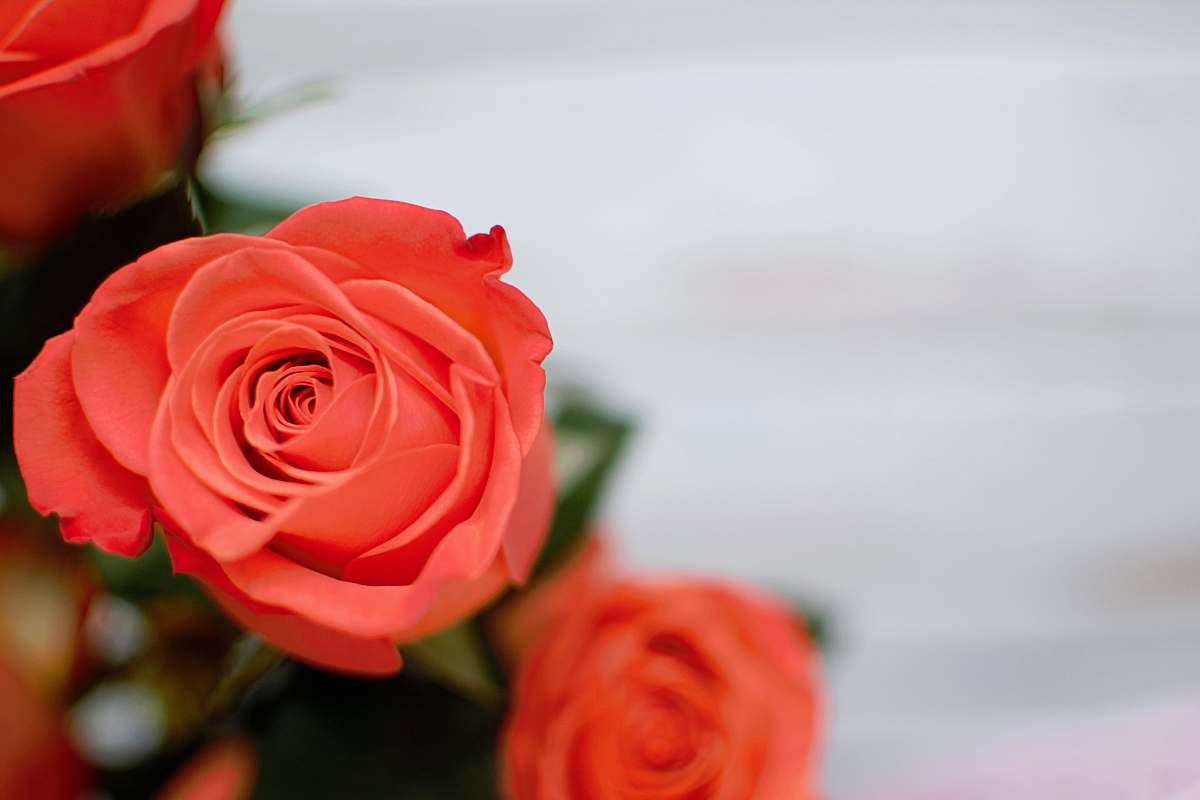 flower close-up photography of red rose flower rose