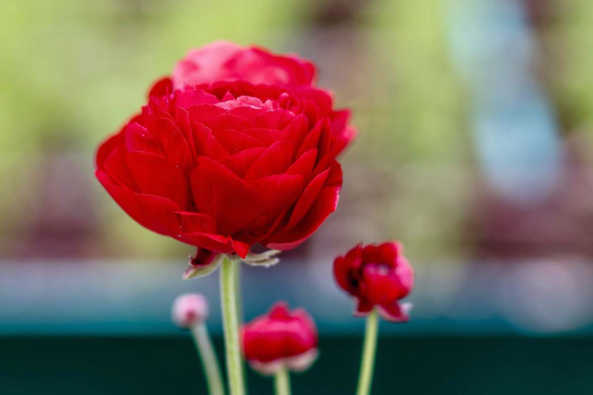 flower close view of red garden rose rose