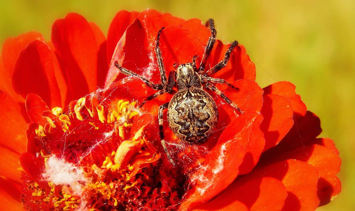 flower closeup photo of barn spider on red flower animal