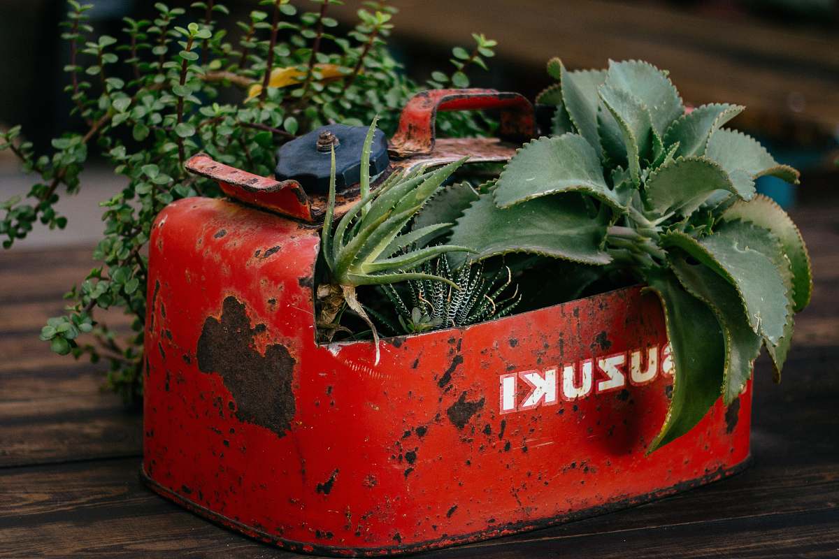 flora closeup photo of green leafed plant on red Suzuki gasoline tank pot jar