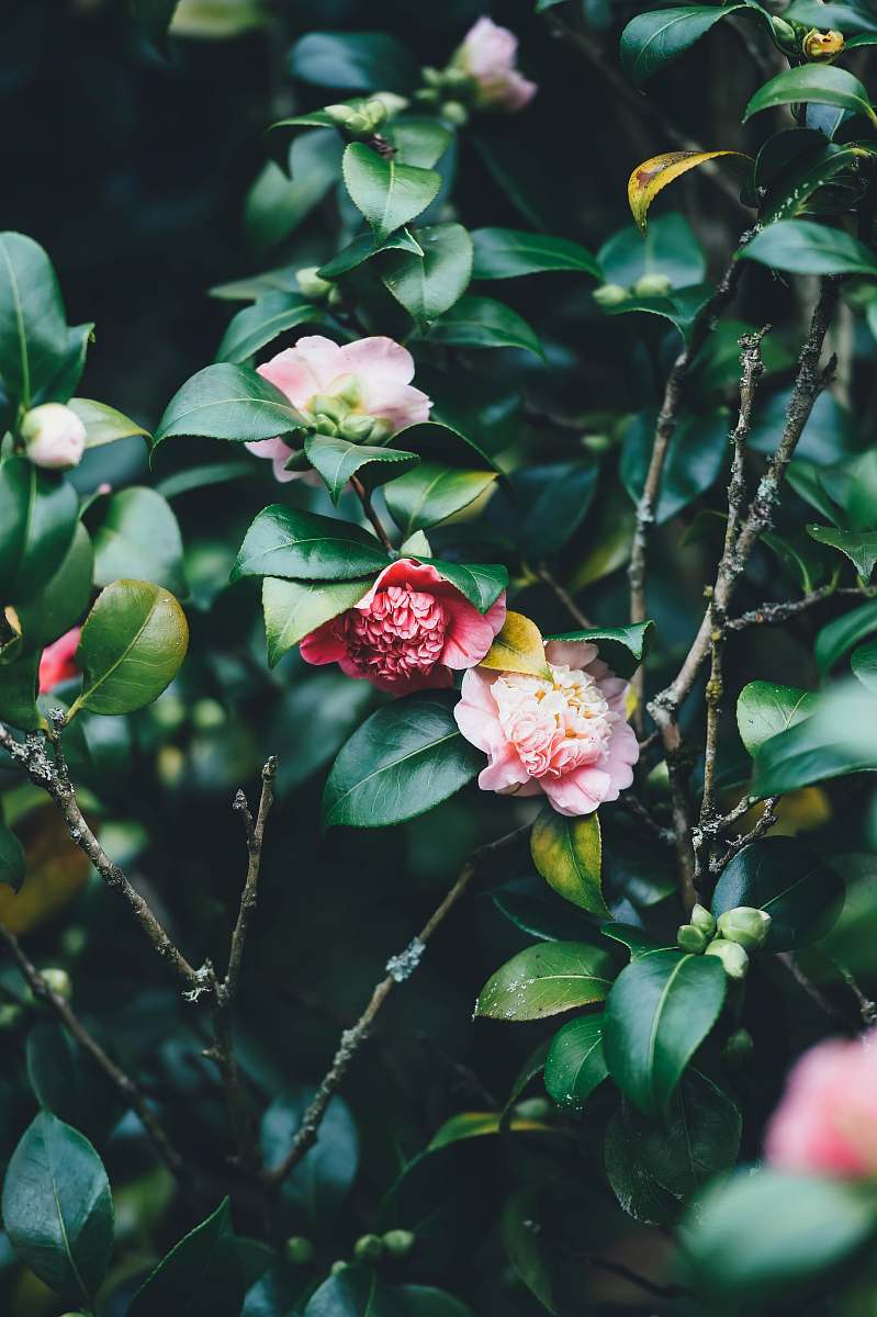 flower closeup photography of pink petaled flowers blossom