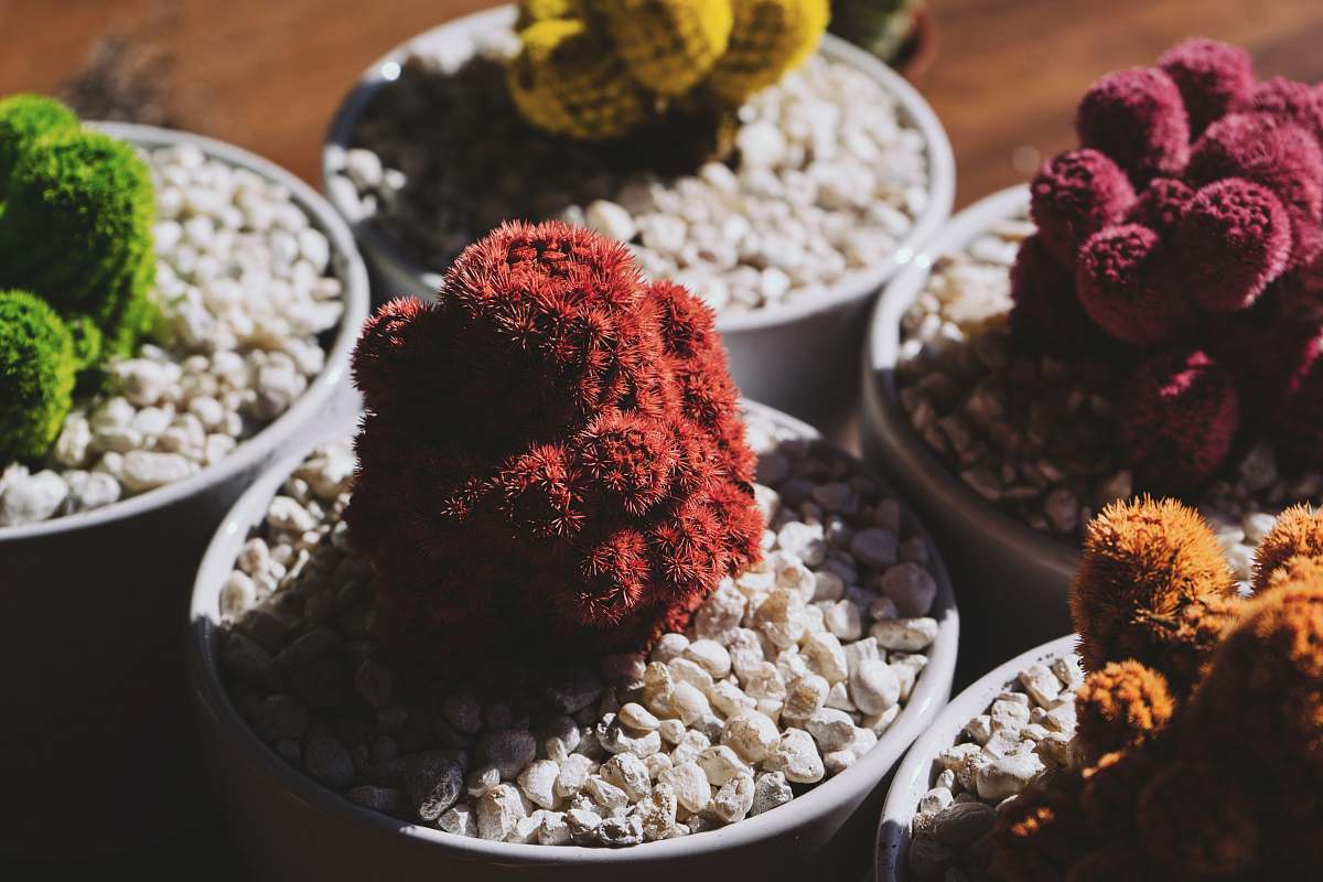 flora five assorted-color plants rocks
