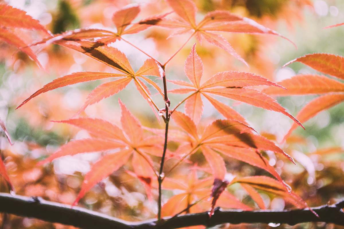 leaf green leafed plant foliage