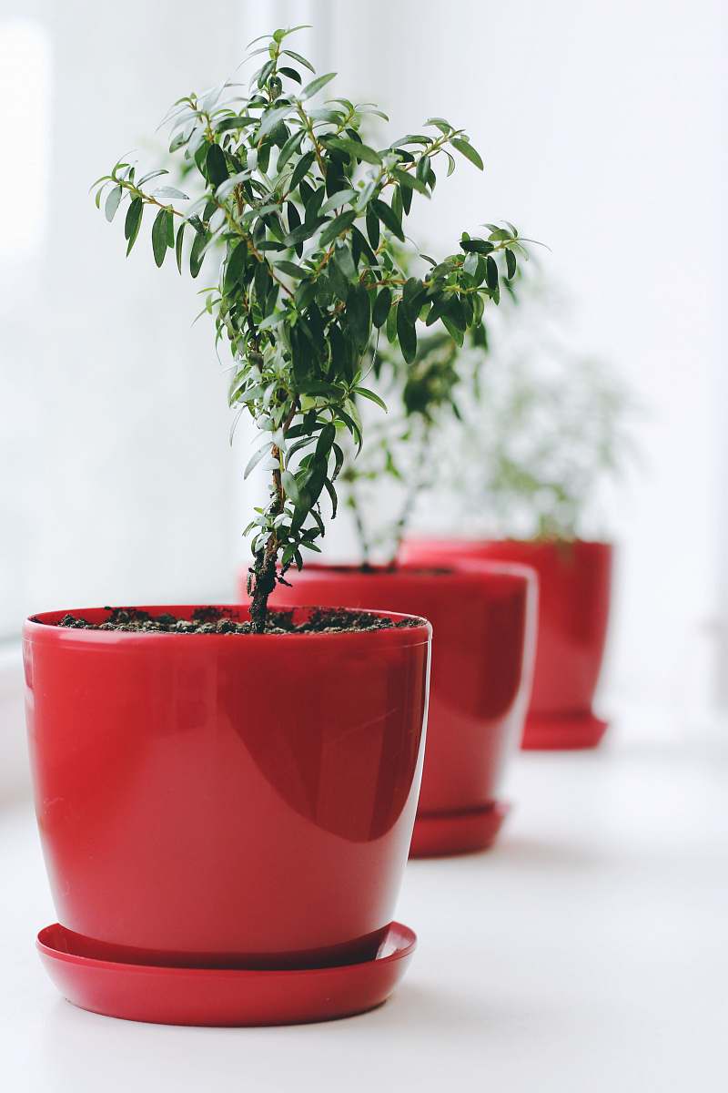 pot green leafed plant on red ceramic pot flora