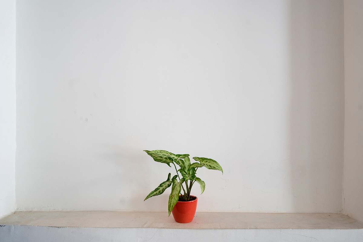 flora green plant on cermaic pot flower