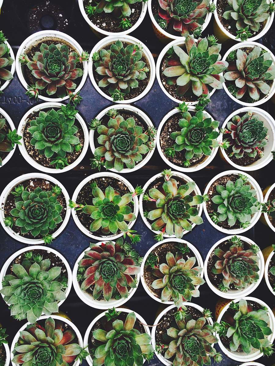 pot green succulent plant lot on white flowerpots succulent