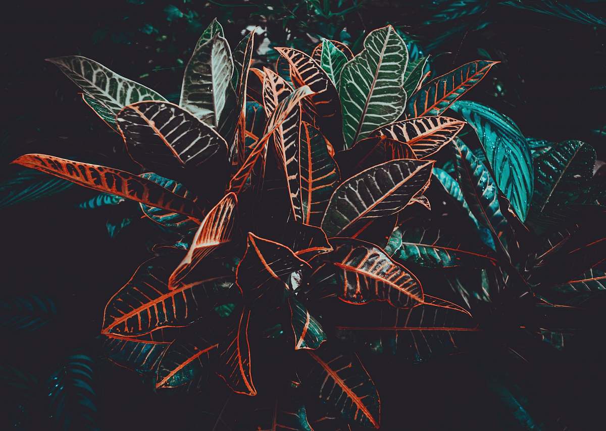 leaves macro photo of black plants night