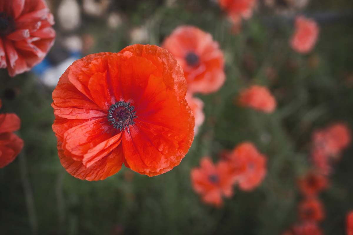 blossom macro photography of red poppy flowers flower