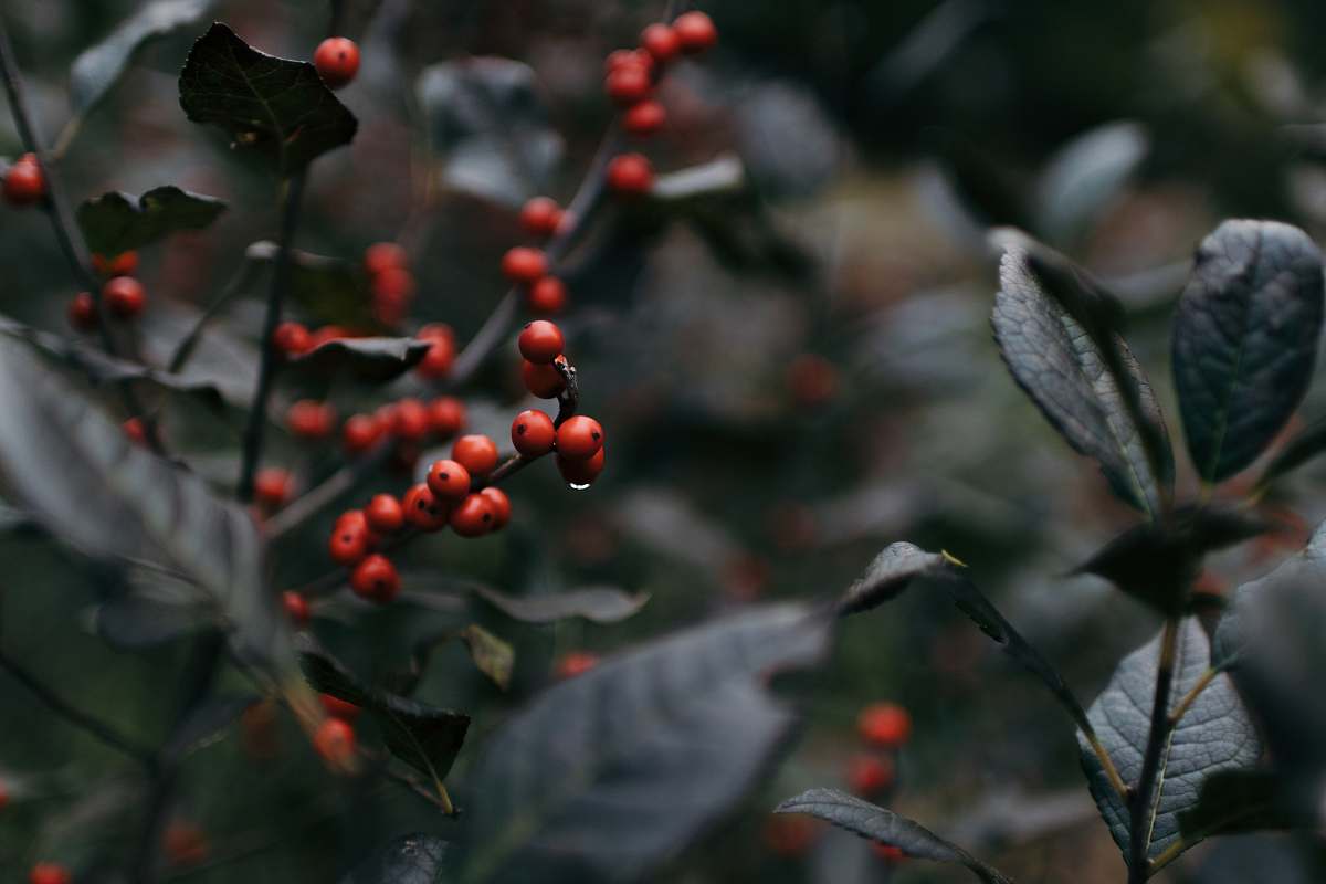 flower macro photography of small round red fruits on plant during daytime sprout