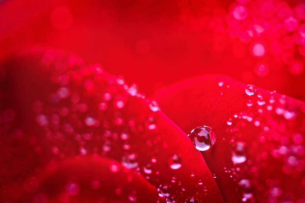 droplet macro photography of water droplets red