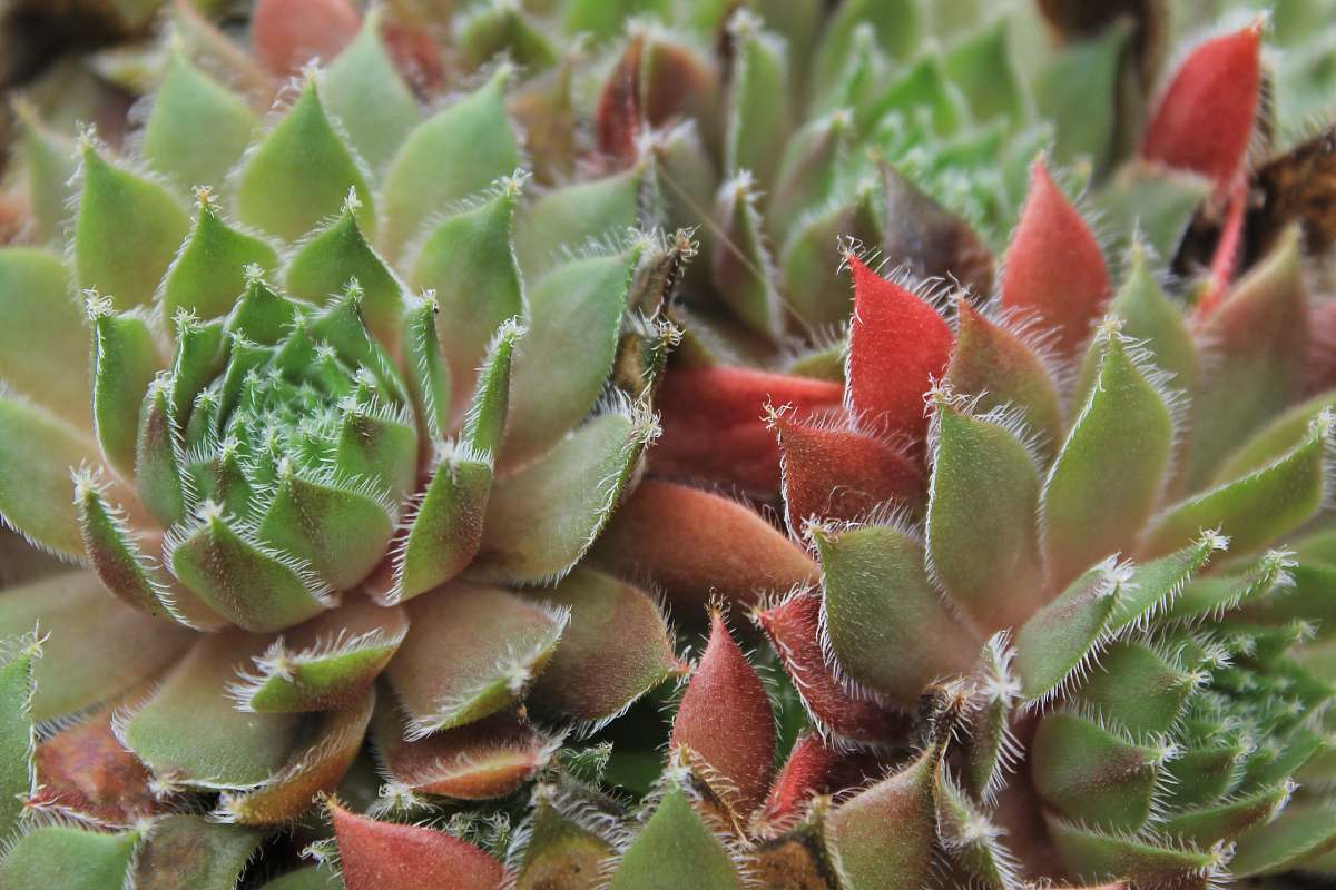 flora micro photography of succulent plant cactus