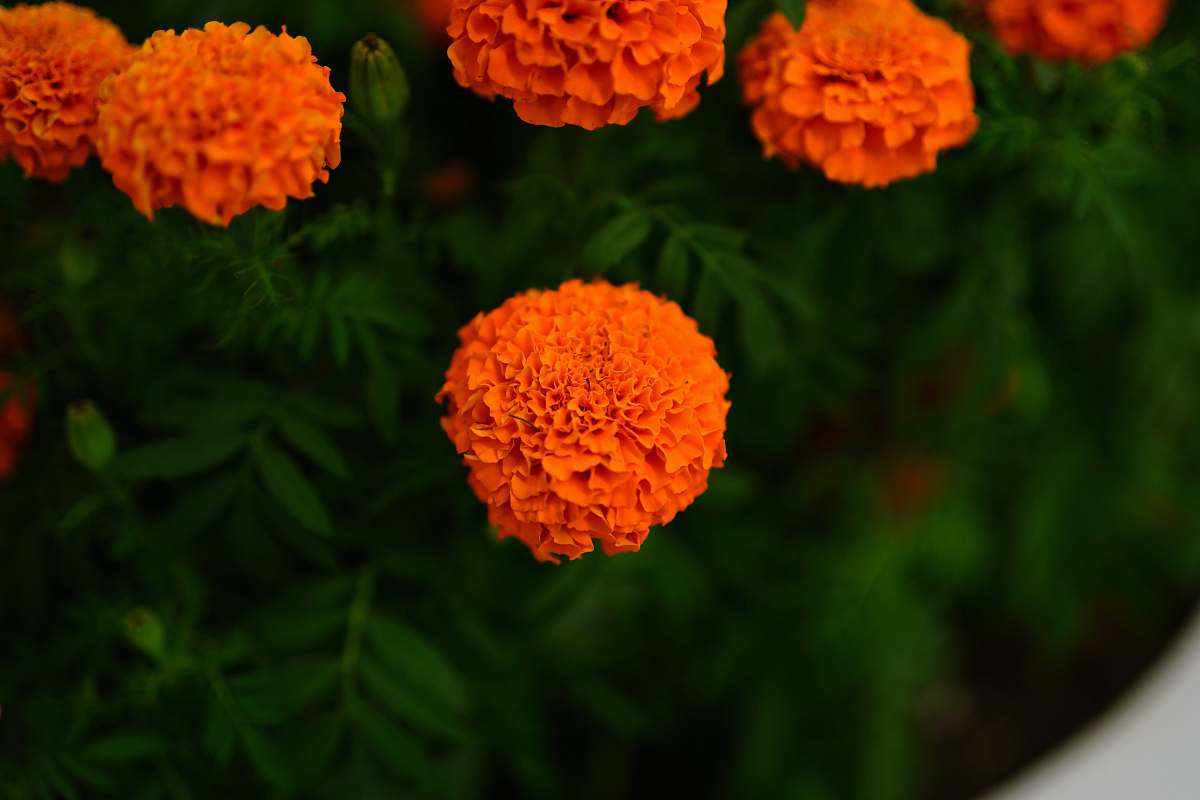 flower orange clustered flowers blossom