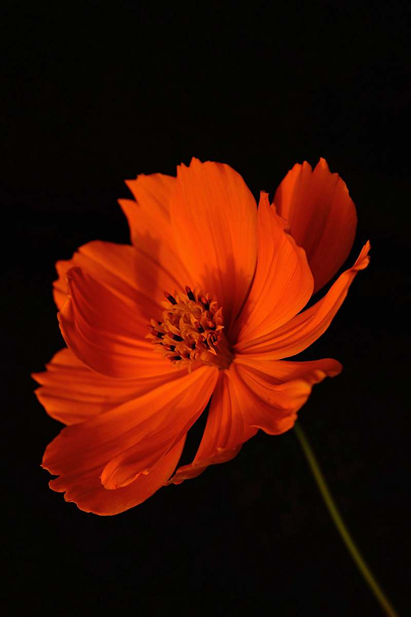 flower orange flower blossom