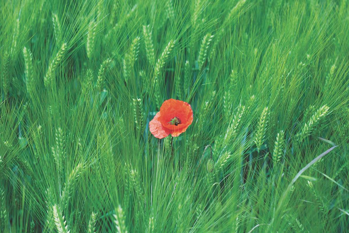 blossom orange flower surrounded with green grass flower
